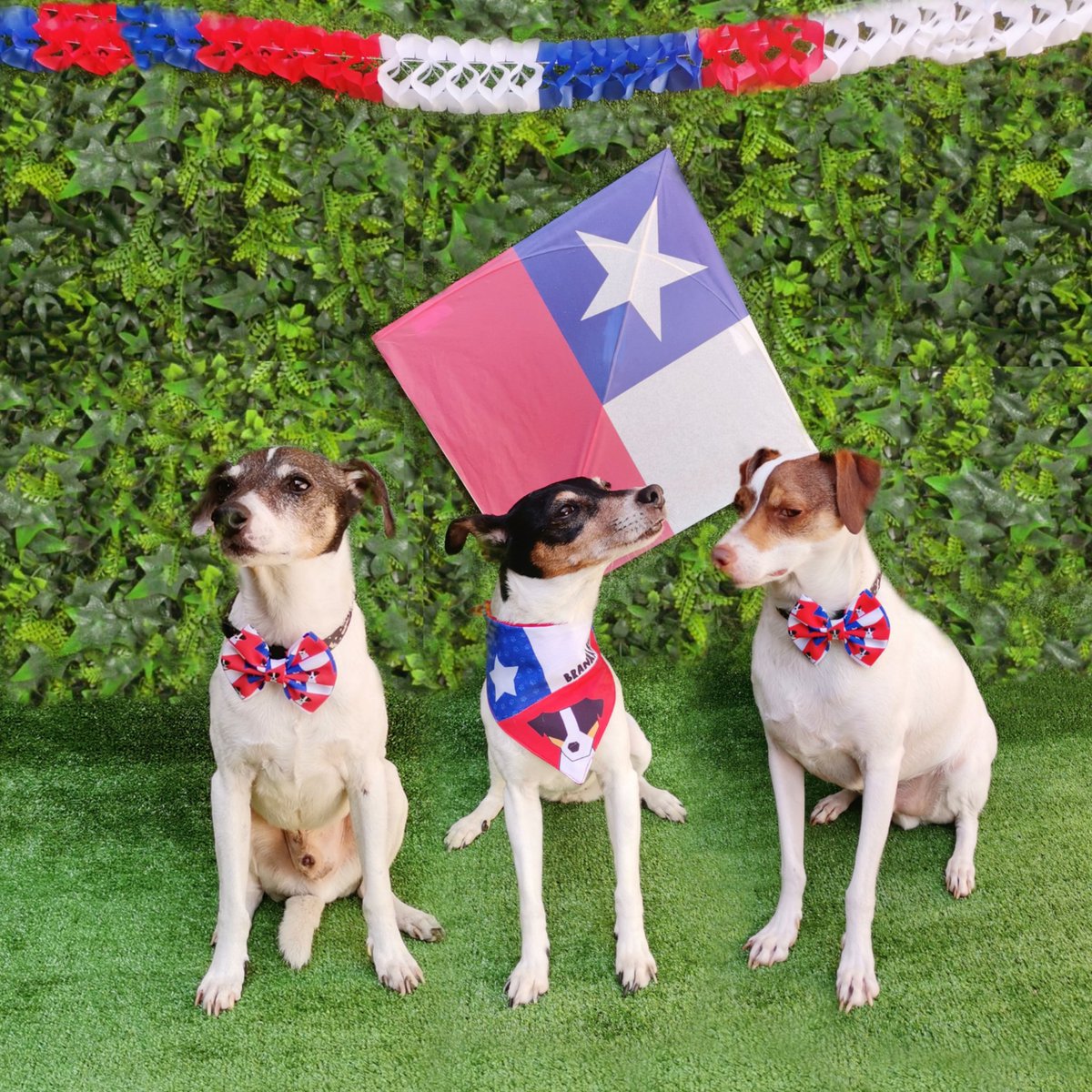 Orgullosos de ser Terrier Chilenos #BuenosDiasTVN 
#BuenosDíasATodos 
#lostresterritos