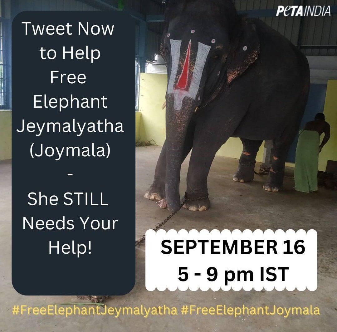 She has been through so much already, she is trying to express her agony but this authorities are just pretending to be deaf.
#FreeElephantJoymala #FreeElephantJeymalyatha