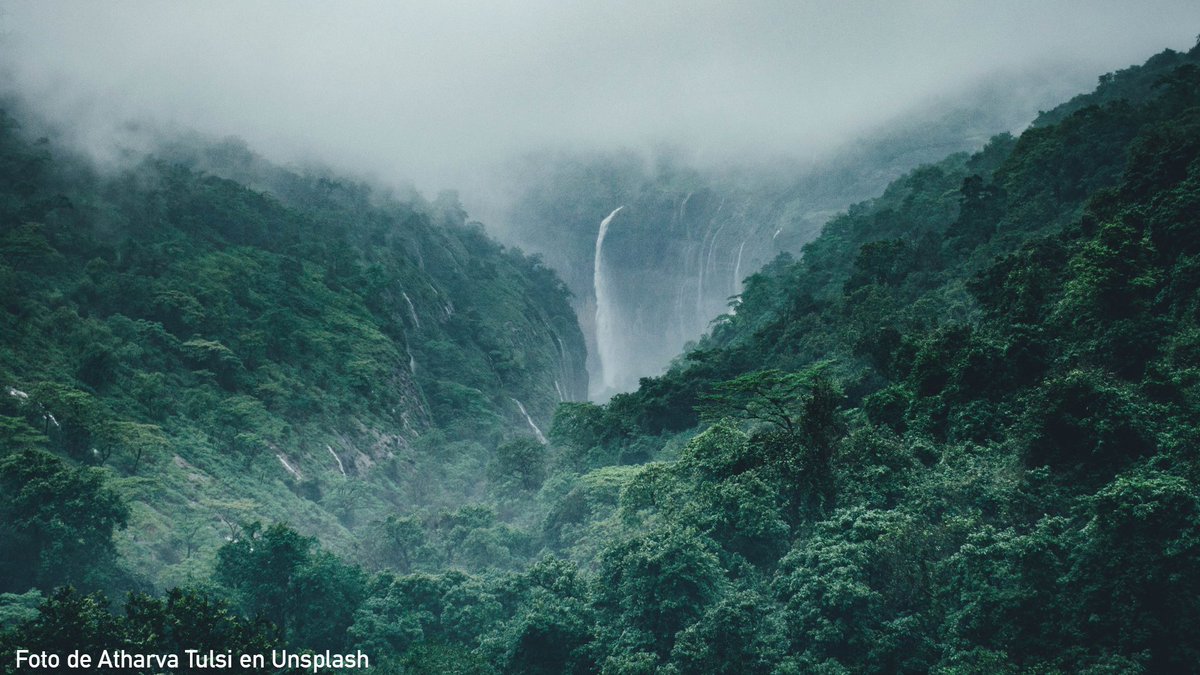 A tiempo de celebrar el Día para la Preservación de la Capa de Ozono, volvemos a comprometernos con la protección y preservación de las selvas tropicales en la región a través de programas como Visión Amazonía en conjunto con Brasil, Perú, Colombia, Ecuador, Guyana, y Surinam