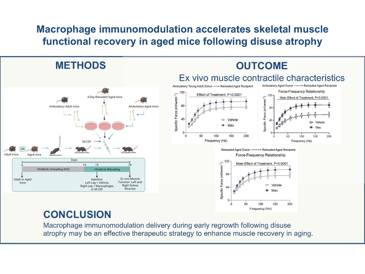 drummond_lab's tweet photo. Very excited about our recent publication in @japplphysiol and our future work in macrophage metabolism and aging. Thanks to @Ferrara_PJ, @ElenaYee23 and co-authors to make this happen. https://t.co/Ovp679qvZ0 https://t.co/qi4G6Qrhx2