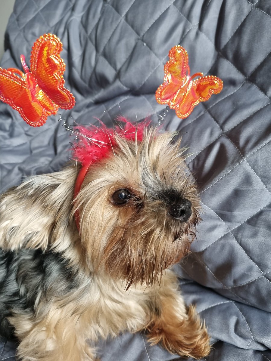 WAYSTARSTUDI0S's tweet photo. esse é o theo, adotei pelo menos a 5 anos, ele veio deuma pessoa que o maltratava, deixava sem agua e muito menos sem banho. Essa semana ele começou a mancar e descobrimos na consulta veterinaria que ele precisa de uma cirurgia na patela e colocar uma plaquinha de metal + https://t.co/gfYH1EKkao