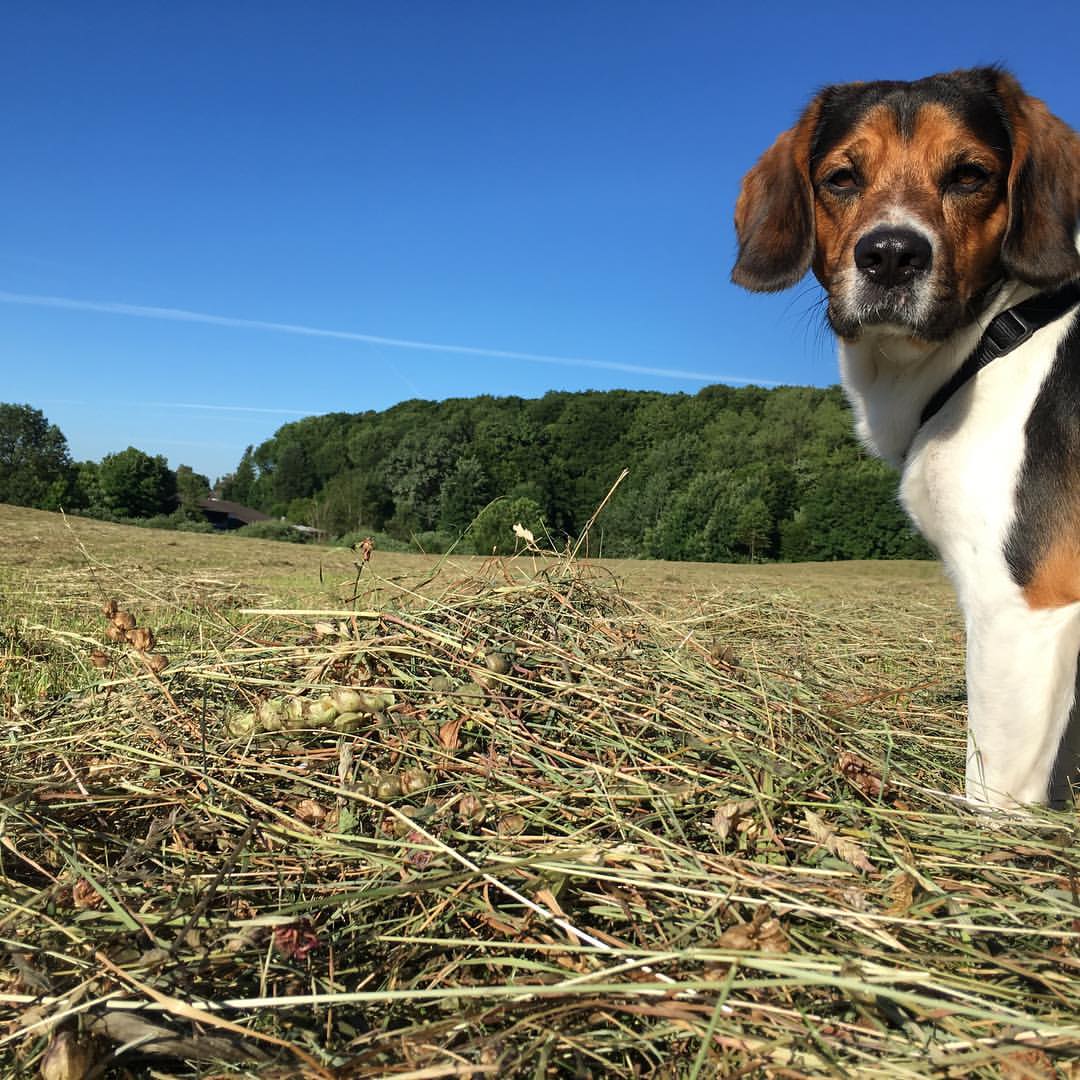 rootls3's tweet photo. 😎 We wish you all a nice weekend😎
#beagle #weekend #dogsoftwitter #Charlie #NFTcollections #nftart https://t.co/KTGa5RCa9b