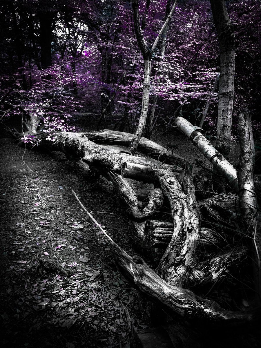 Photographers show me your TREE shots  📸

I will start 

Let's support one another

Retweeting all 🔃
#photography #photo #photographer