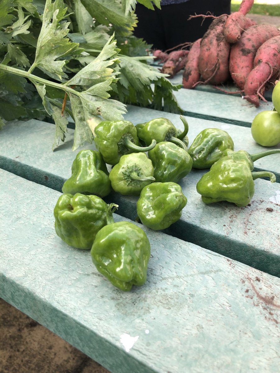 wmcoxleas's tweet photo. Some excellent autumnal harvest from our Gardening Group at WMC this morning! https://t.co/8LVci0wUYP