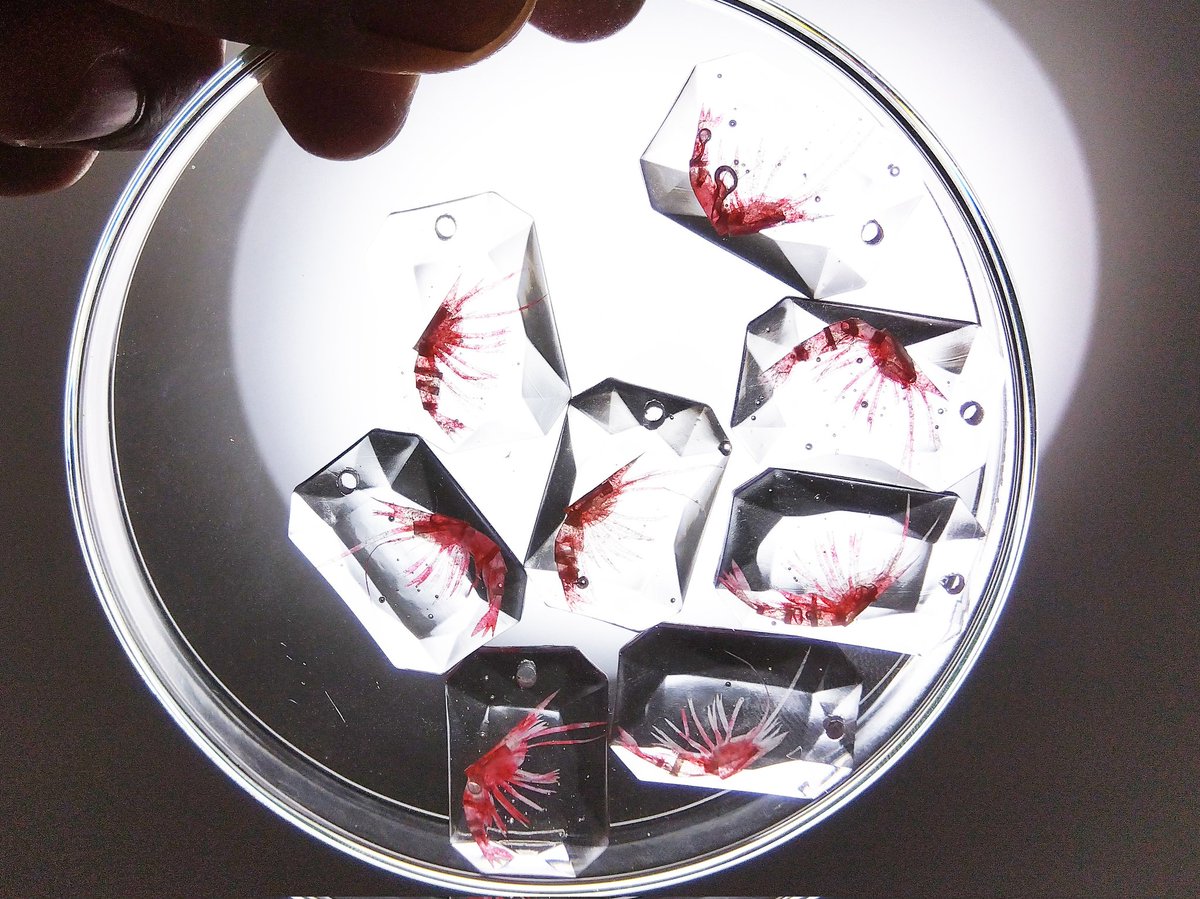 「簡易お品書き②【チャーム作品】ミジンコ、金魚、カニアオミノウミウシ、エビカブトガ」|我流切紙人 ✨5/20・21（土日）デザフェスF-290・291✨のイラスト