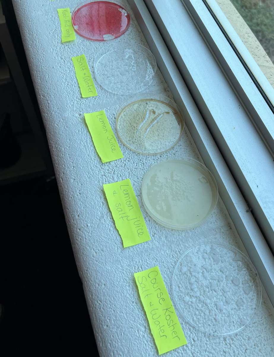 Evaporation in action to separate different solutions! ⁦<a href="/HicksElementary/">Hicks Elementary</a>⁩ <a href="/HarrisHES/">Jaclyn Harris</a> ⁦<a href="/LISDScience/">LISD Science</a>⁩