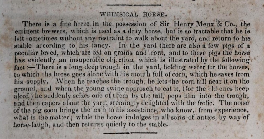 Almanacs are a great source of all sorts of information. This includes accounts of local livestock like this "whimsical horse" and his "insuperable objection" to a few nearby pigs.
Turner and Hughes' North Carolina Almanac for the Year of our Lord 1847
go.unc.edu/almanac1847