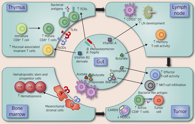 Adriana D. Benavides, Ph.D. - Cuz Immunology Rocks (@adri_cir) on Twitter photo #ImmunologyNCI2022 ⭐️Great #review by <a href="/JenWargoMD/">Jennifer Wargo MD</a> and colleagues on how the gut #microbiota can impact immune cell function and how its modulation has therapeutic potential. <a href="/CIR_AACR/">Cancer Immunology Research</a> #CIRReviewerStar⭐️ #CancerImmunology #Immunology (image from Fig. 1)
aacrjournals.org/cancerimmunolr… #ImmunologyNCI2022 ⭐️Great #review by <a href="/JenWargoMD/">Jennifer Wargo MD</a> and colleagues on how the gut #microbiota can impact immune cell function and how its modulation has therapeutic potential. <a href="/CIR_AACR/">Cancer Immunology Research</a> #CIRReviewerStar⭐️ #CancerImmunology #Immunology (image from Fig. 1)
aacrjournals.org/cancerimmunolr…