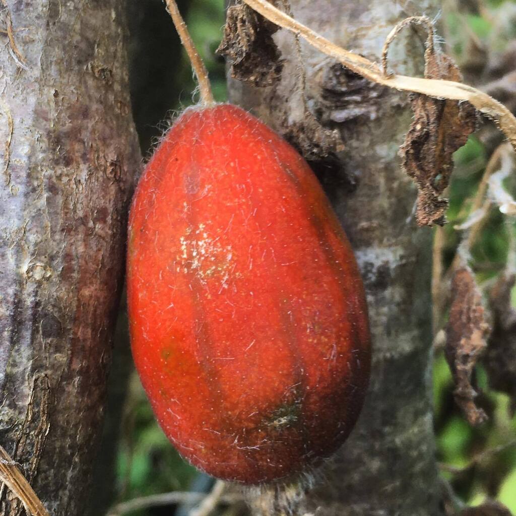 Rhizowen's tweet photo. How now, chi bao? Thladiantha dubia is a vigorous, sometimes invasive, #dioecious cucurbit, which produces numerous tubers. These have a bitter taste and need careful preparation. Sounds like hard work. If you’re lucky enough to have male and female plan… https://t.co/cFTs3ESgNF https://t.co/vtXB9rPPCg