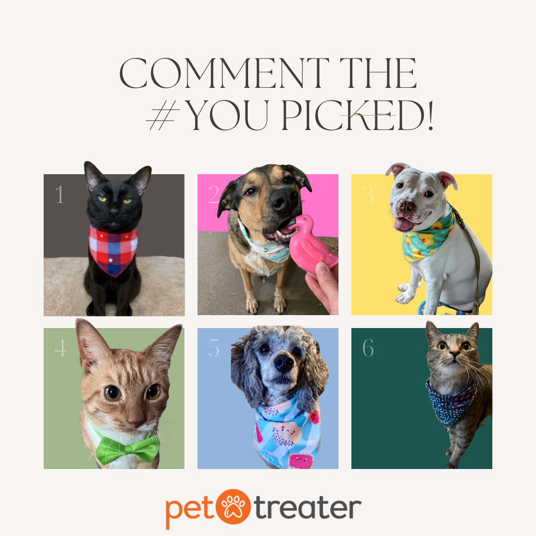 PetTreater's tweet photo. Let's have a little Friday FUN! Pick a color and swipe to see which one of our Pet Treater pets you matched with! Be sure to comment with the number you picked! #dog #cat #pettreater #dogpeople #doglover #catpeople #catlover #petsaregreat #petsrule #subscriptionbox #petsubscripti https://t.co/Kk9UP7CLvi