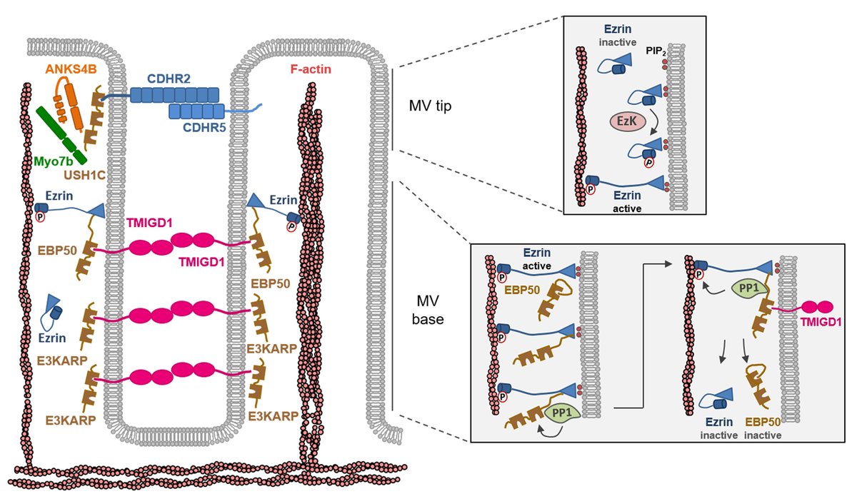 Researchers have discovered a protein complex that sustains the formation of microvilli—cellular protrusions that enable the intestines to absorb dietary nutrients. Learn more in <a href="/SciSignal/">Science Signaling</a>: fcld.ly/6alvuyq #CellBiology