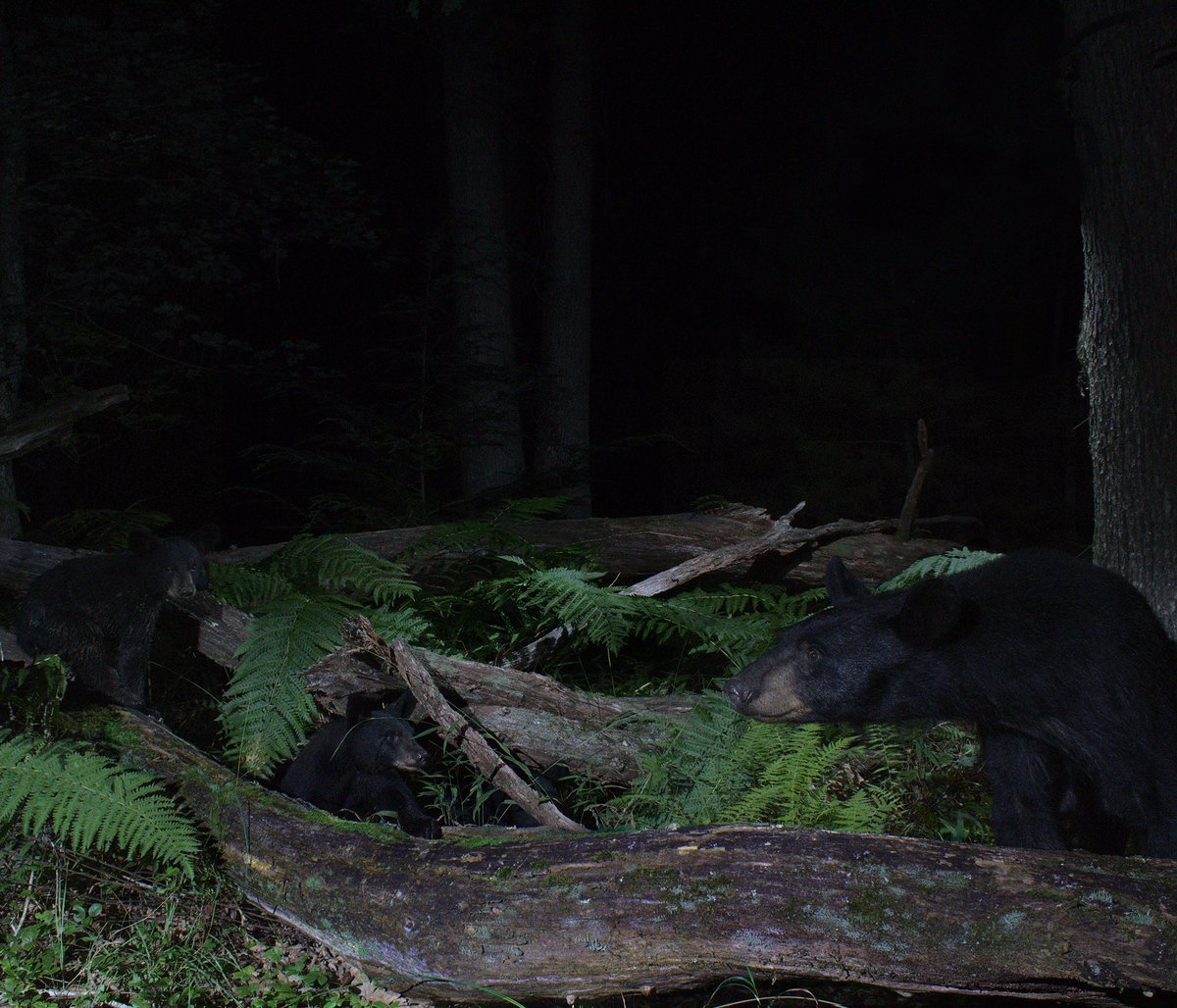 Gavriel Cambridge tweet media