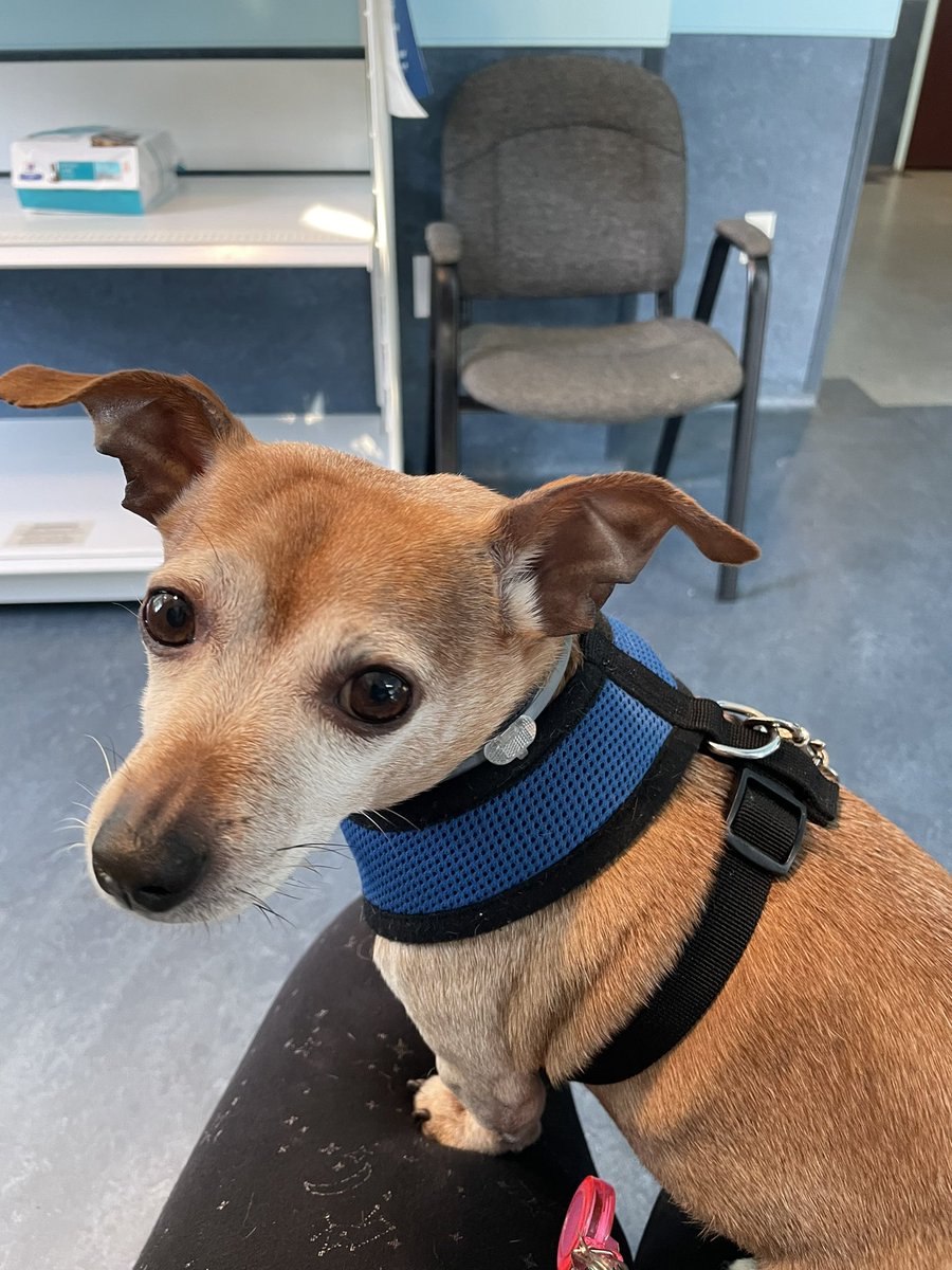 At dogtor with momma 😌 Trying to be good boy, CBD calm me lots, but still suspicious of doggo Momma says is “ItalianGreyhound” so I give it low growls… #dog #dogs #dogsoftwitter #TwitterDog #TwitterDogs #chiweenie #chiweeniesoftwitter #vetvisit