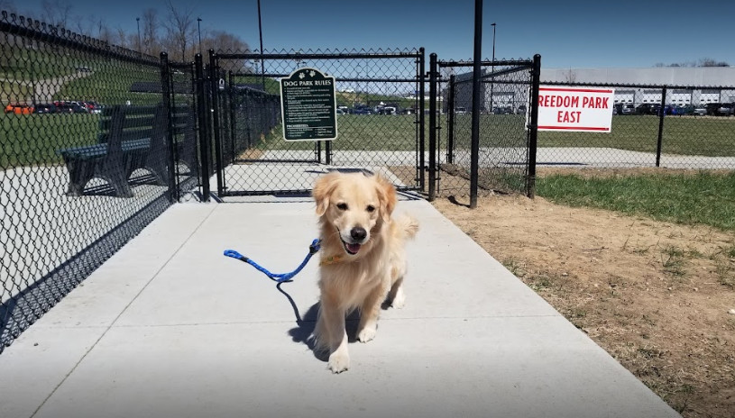 Find a cuter, better-looking model having fun at Beardmore Freedom Dog Park. 🤩😍

We love when you share your photos!
📷: Robert Wester