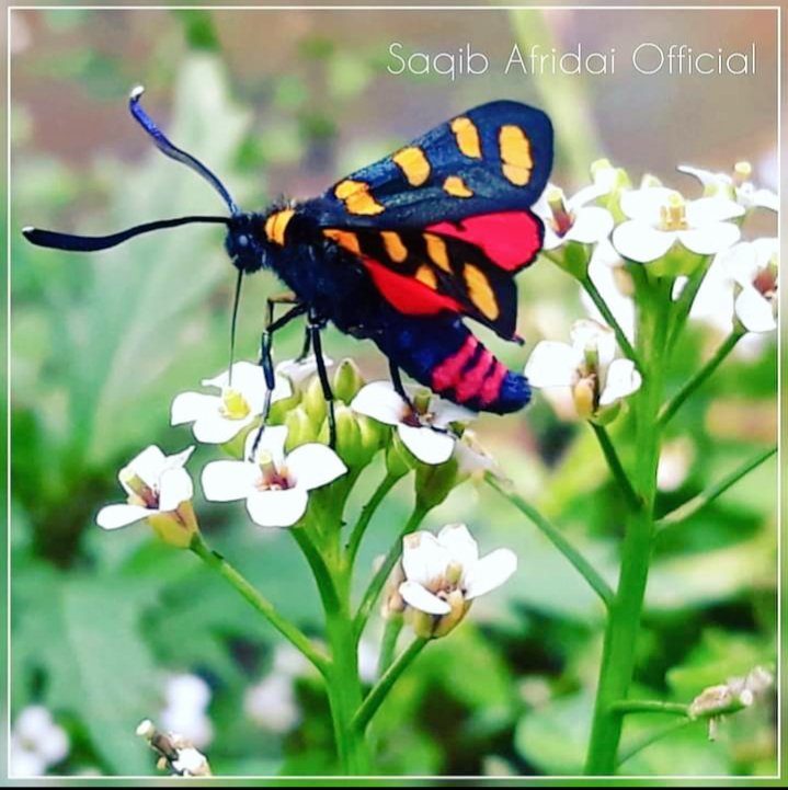 Noorafridi691's tweet photo. ګلونه ډېر دي، خدای دې يې ډېر کړي
د مينې ګل به خپل جانان ته ورکومه
#امن                                          
#مينه                                        
#ژوند https://t.co/CMJcNTKUle