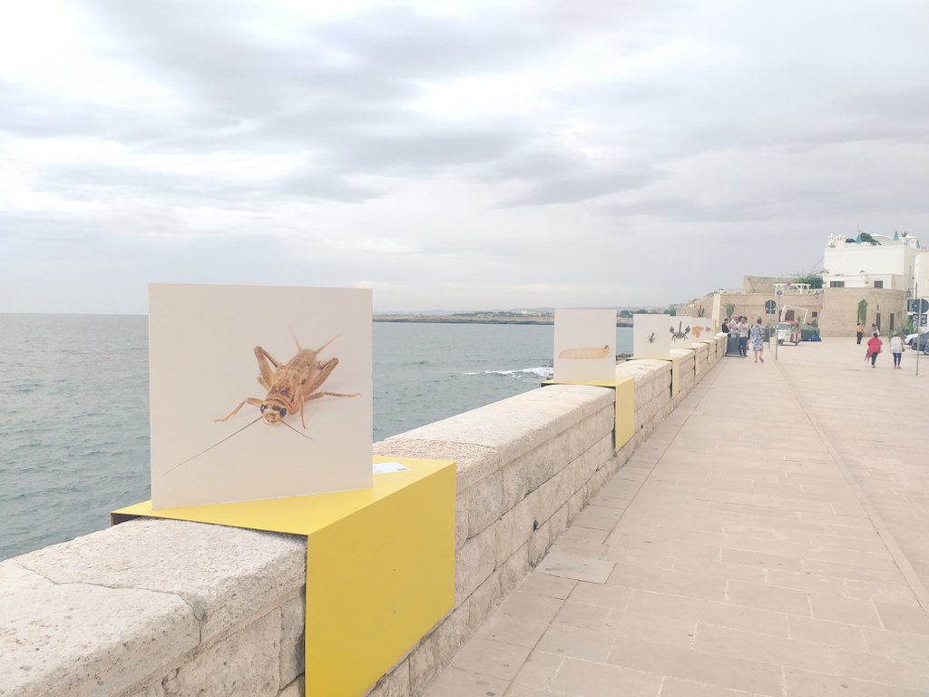 AnnalisaFrigen1's tweet photo. #PhEST -See Beyond the Sea, Festival internazionale di #fotografia e arte.
#contaminazioni #Monopoli Anche quest'anno qui! https://t.co/V1C4dCzcb8
