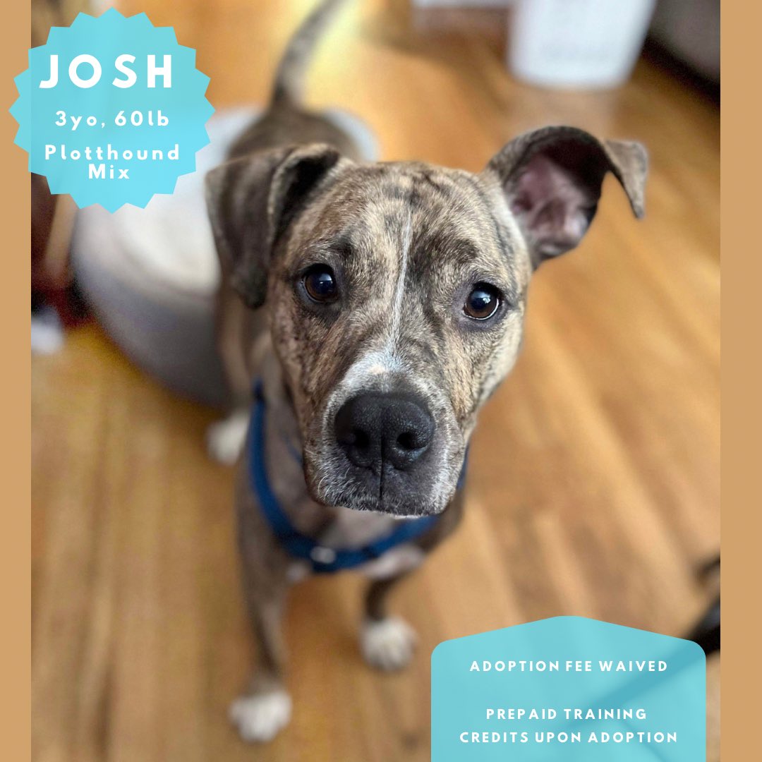 harveyshope's tweet photo. #Adoptme😍 Josh is full of 𝙃𝙊𝙋𝙀 to meet his furever family! Is it you? He says “If we sound like a good match, I hope you’ll apply to be my furever home! Let’s start our happy tail together! 💕 Please share to help the right adopters see me!” #LinkinBio #plotthoundmix #lapdog https://t.co/tB4l5n0dcx