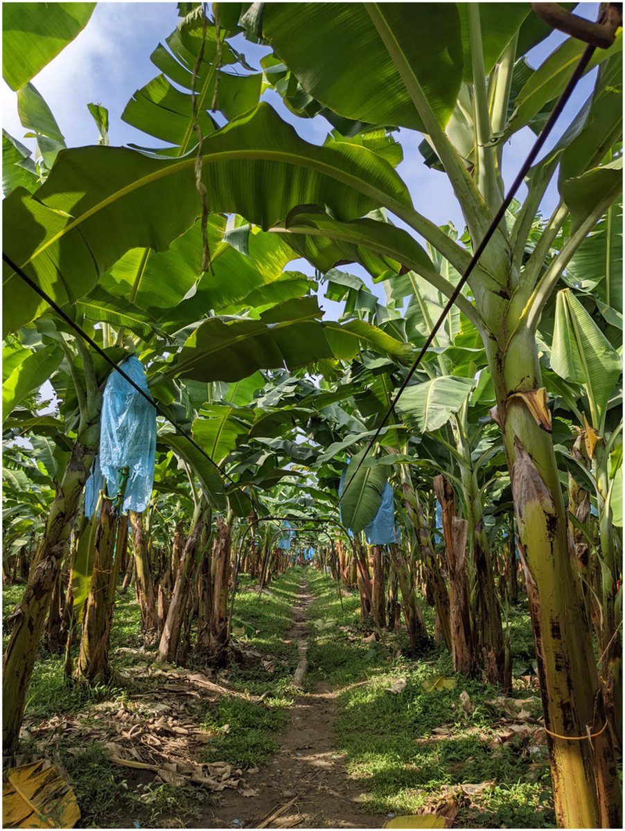 plantspplplanet's tweet photo. They're the world's most popular dessert fruit, but the cost of cheap bananas has been environmental degradation, violence and poverty.

@DanBebber reviews measures to address power imbalance and sustainability on the long road to sustainable banana trade: https://t.co/adjKXRCkOv https://t.co/2OF4uL6ZYp