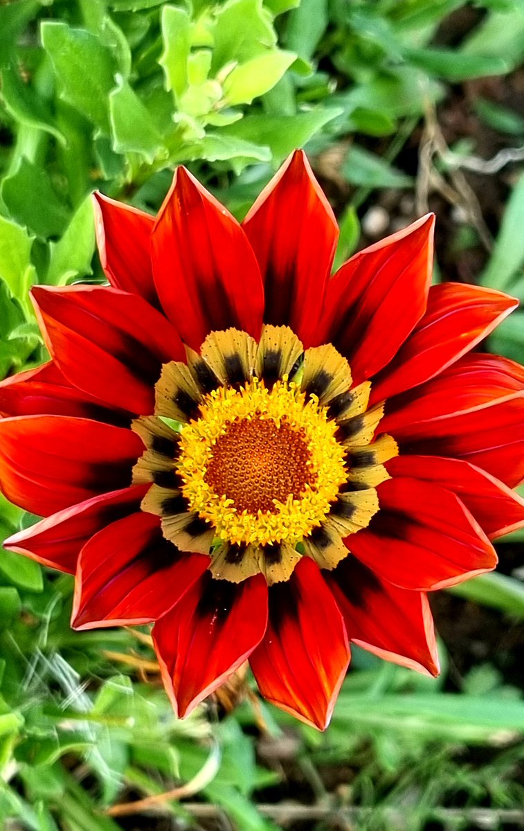 Another glorious Gazania! Bold, bright and beautiful! Happy Friday ❤ #FlowersOnFriday #GardeningTwitter