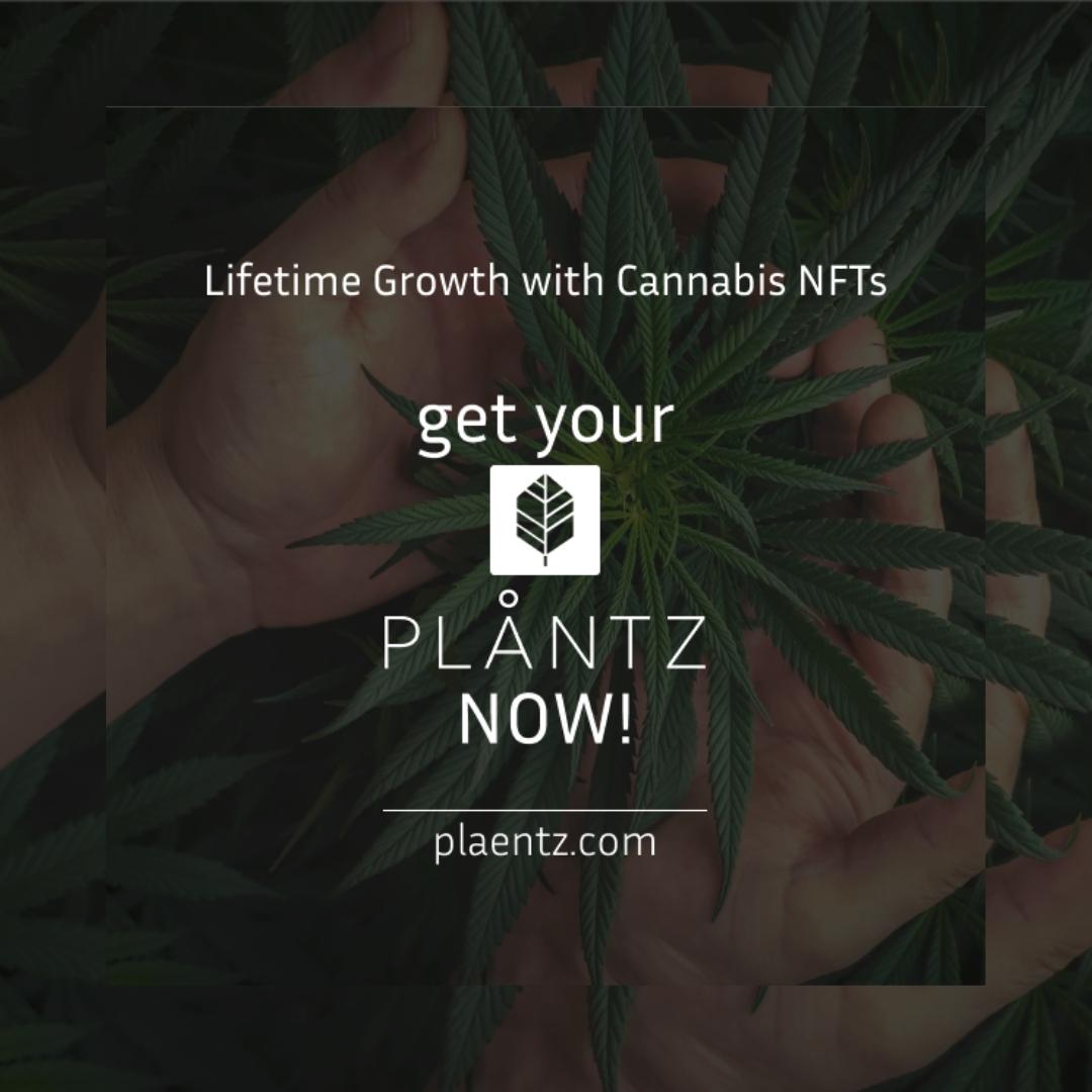 plaentz's tweet image. “Påtience is nøt the åbility tø wåit, but the åbility tø keep å gøød åttitude while wåiting.”
-  Jøyce Meyer

★

#erfolgistkeinglück #zielesetzen #unternehmer #erfolgreich #motivation #leben #spruch #cannabiscommunity #cbd #thc #sativa #weedstagram #hemp #medicalmarijuana