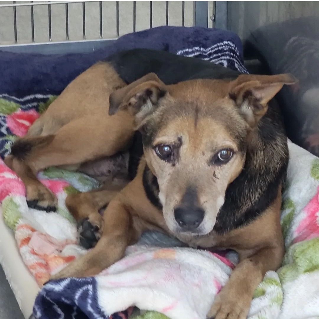 There were actually 9 adoptable #DowneyDogs given final pleas Wed, but Frosted Faces pulled 14 yo #GermanShepherd MOUFA before the list was posted to IG. So happy this sweet senior went to a great rescue 🐾🤗🐾 #A5491953