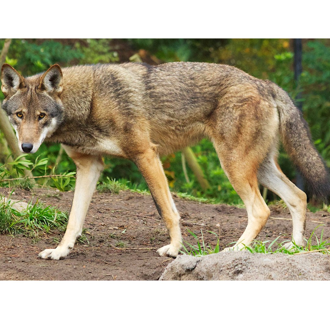 rossparkzoo's tweet photo. PROTECT OUR PACK! The red wolf habitat range has drastically diminished across the country.Β
#redwolf #maintainbiodiversity #savemyhome #redwolfhabitat #protectredwolves #saveredwolves #speciessurvial #protectourpack https://t.co/LyuxhKnjvY