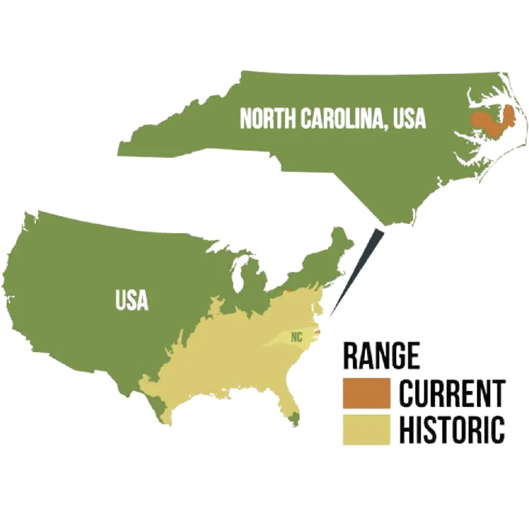 rossparkzoo's tweet photo. PROTECT OUR PACK! The red wolf habitat range has drastically diminished across the country.Β
#redwolf #maintainbiodiversity #savemyhome #redwolfhabitat #protectredwolves #saveredwolves #speciessurvial #protectourpack https://t.co/LyuxhKnjvY