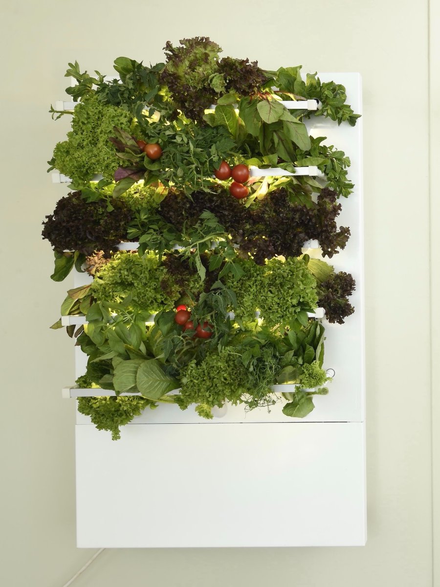 HydroArtPod's tweet photo. Consumers can make their money back in a year on this indoor garden.
 
Providing a way to harvest natural fresh food without hassle and the normal work of gardening involved, is a way to make dinner time easy for families! 🍽

https://t.co/zJOyMxj7Is

#HydroArtPod https://t.co/oBWQL524y2