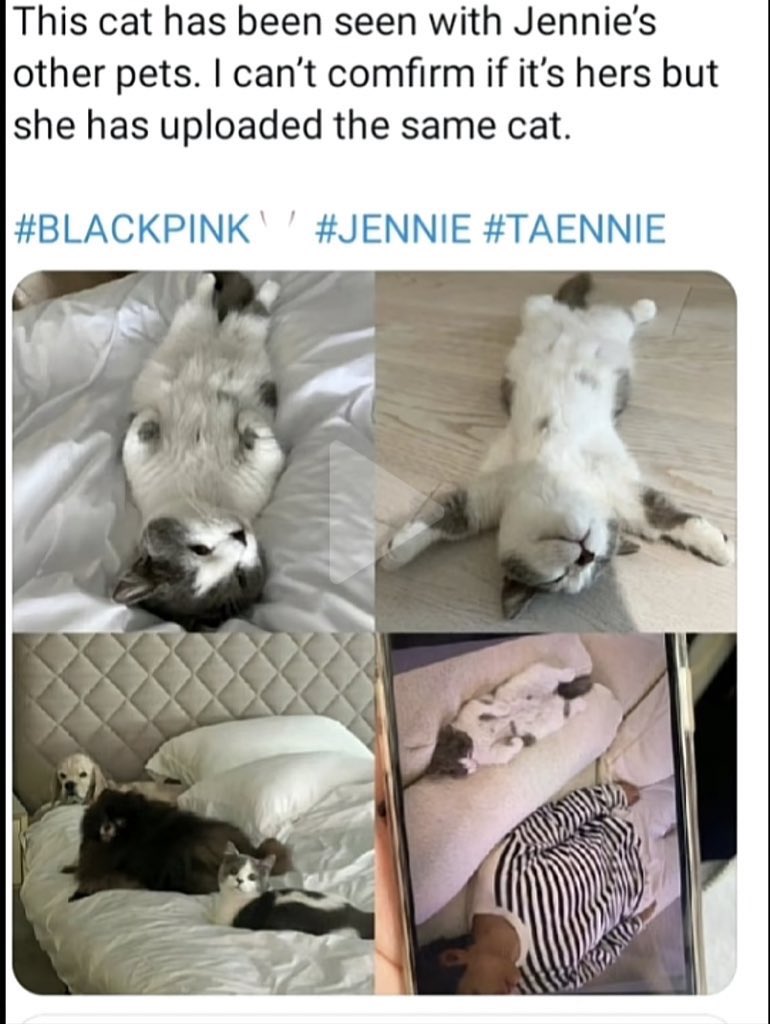 That's literally a never before seen picture of Taehyung with Jennie's mom cat. This is not the first picture that was leaked btw. Before he was lying on the couch with the same cat too.