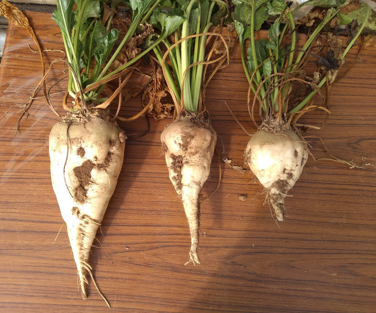 ITB_CVLetIDF's tweet photo. L'@ITB_CVLetIDF observe les comportements variétaux en terrain fpr grâce à des prélèvements de terre et de racines. 
Betteraves avec et sans rhizomanie sur la photo de gauche. 
@ITBetterave #betterave 
#ceuxquifontlesessais https://t.co/uX5VCXAMc5