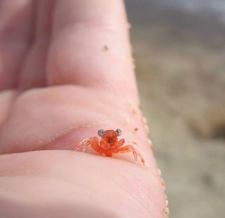 3636C's tweet photo. هكذا يبدو شكل صغير سرطان البحر الذي لم يمضي سوى 24 ساعة على خروجه للحياة 🦀 https://t.co/hk9BD9aixp