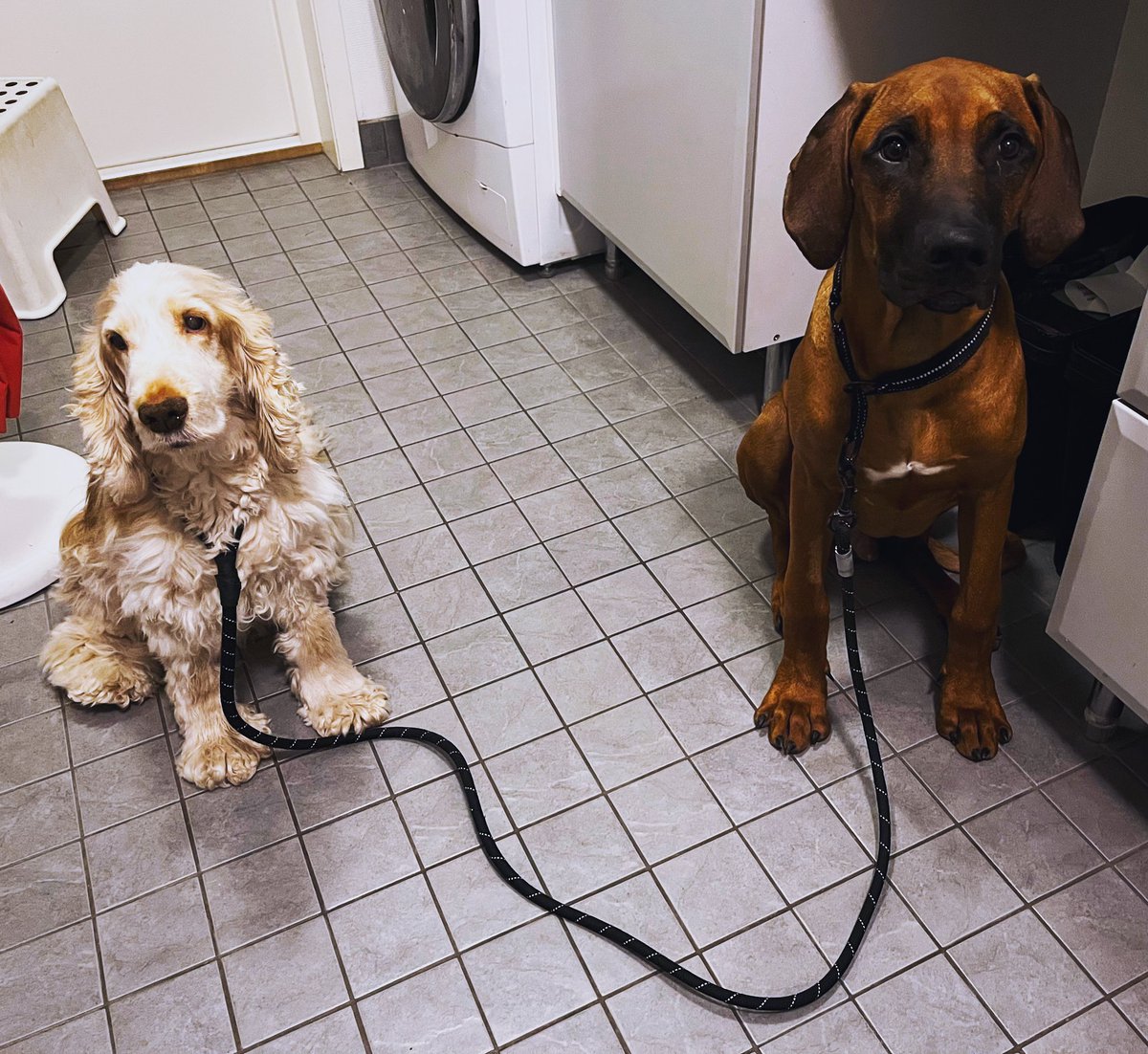 RhodesianRocky's tweet photo. Ihmiset. Mihin me niitä muka tarvitaan? We got this bro ❤️
#rhodesianridgrback #cockerspaniel #puppylife #seniorlife #brotherfromanothermother https://t.co/GQgFyxTchi