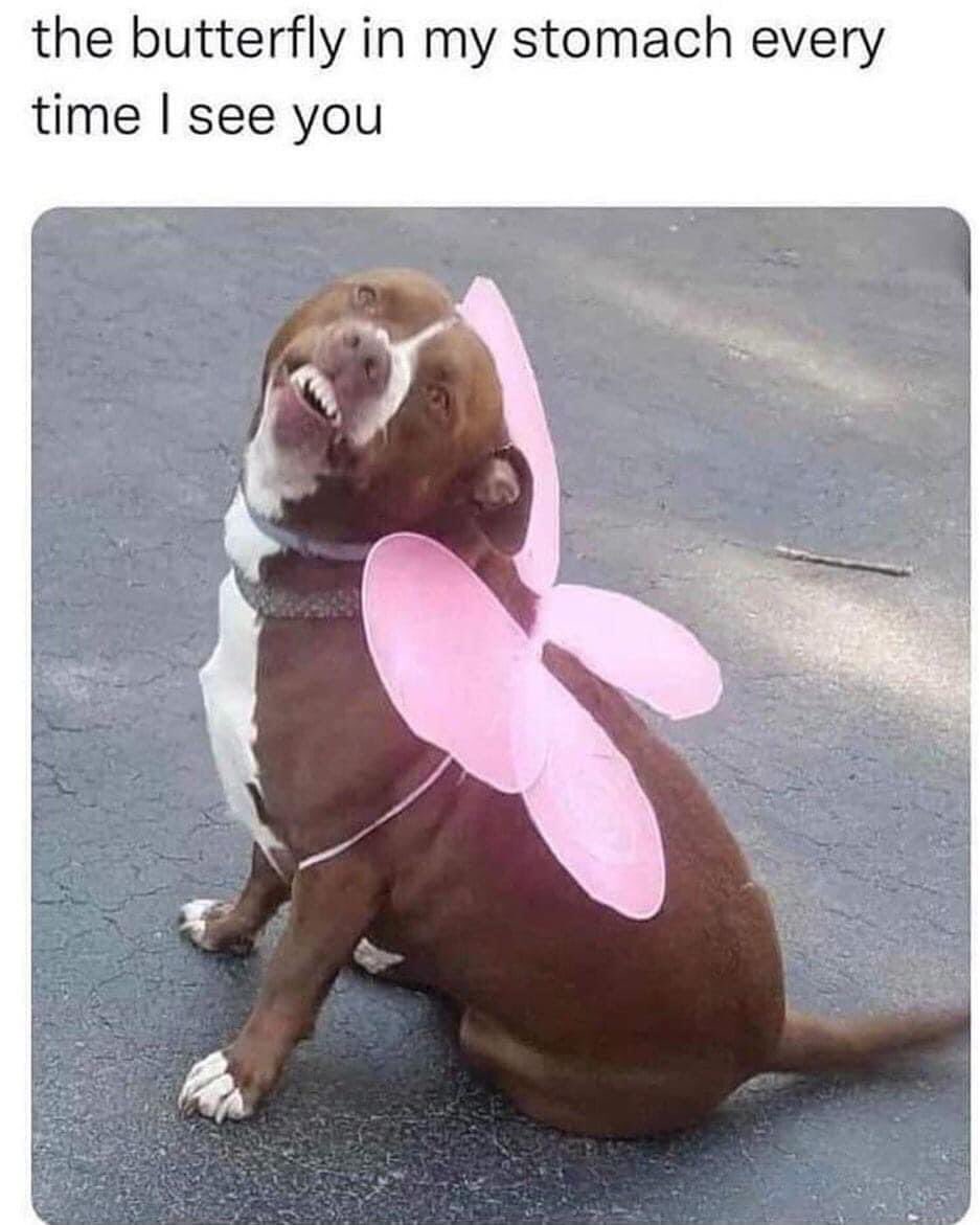 ChromeMonarchy's tweet photo. @TheArtistMercy 🐶🦋 https://t.co/a4qY0Rs4qU
