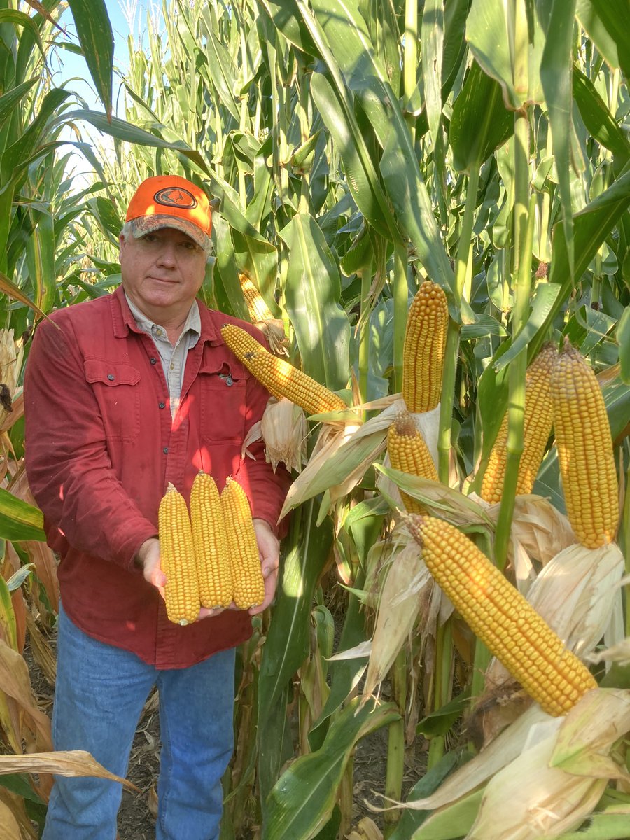 MiKavanaugh's tweet photo. On Nebraska PCR corn tour this week.  Here is New H6803VT2 at 32K under irrigation!  Tons of ear flex, plant health, grain quality.  We are positioning as defensive workhorse hybrid that can achieve race horse results in right environment. Full season RM. Must plant in 2023!! https://t.co/6tk95J1QQ0