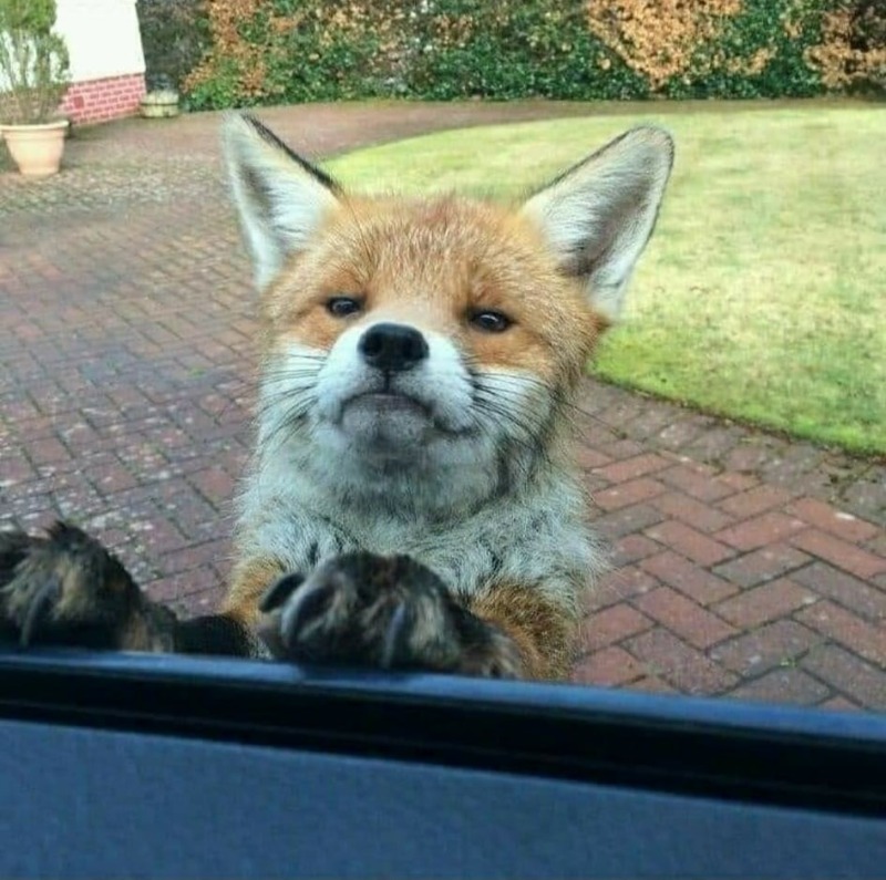 "Hey! Have you followed @Keeptheban_ yet? These guys help protect me from those who want to hunt me down for 'sport'."

Please RT and spread the word here on Twitter - fox hunting has no place in Britain.