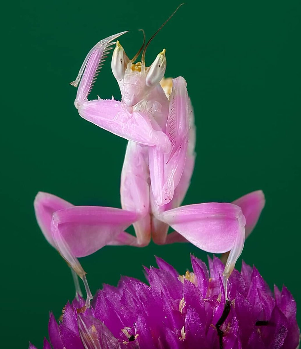 Funny Playing Mantis Photo
funnyness.com/funny-praying-… 
#funny