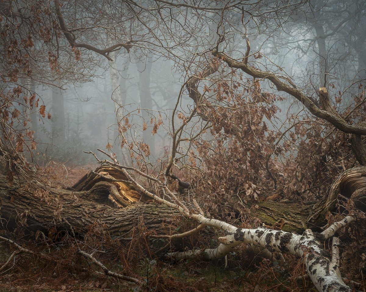 xcpix's tweet image. A bit of a painterly feel to this shot from March this year. I always enjoy the challenge of trying to make some kind of balanced composition out of natures chaos.