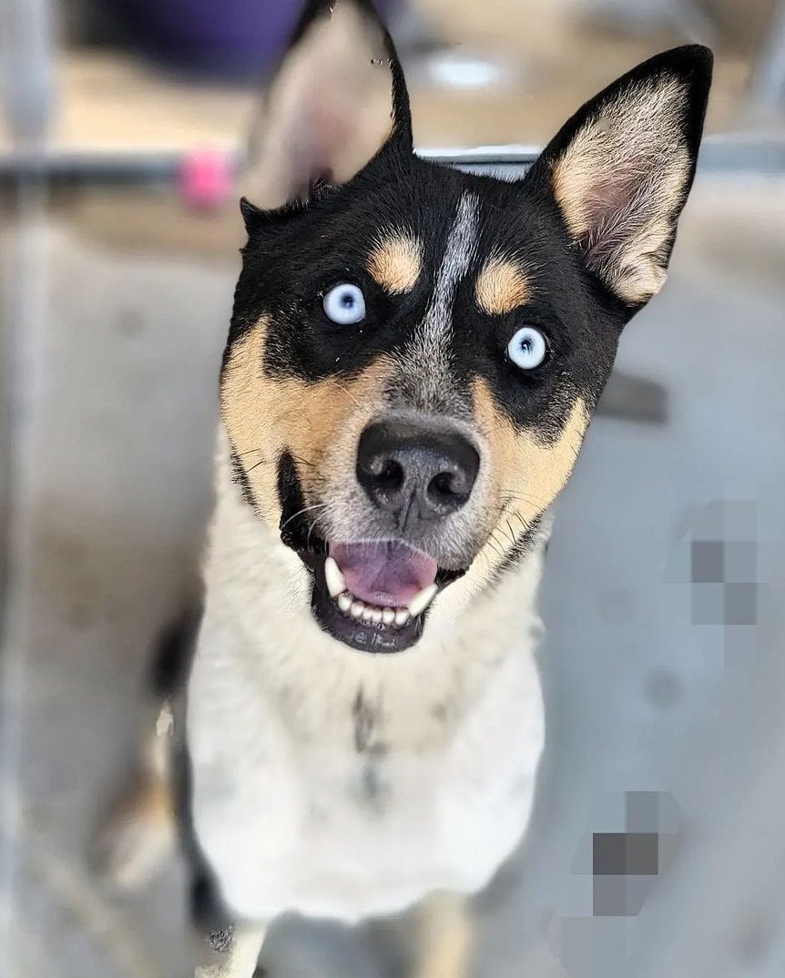 Maple 🐕 🎹 🎸 💙 tweet media