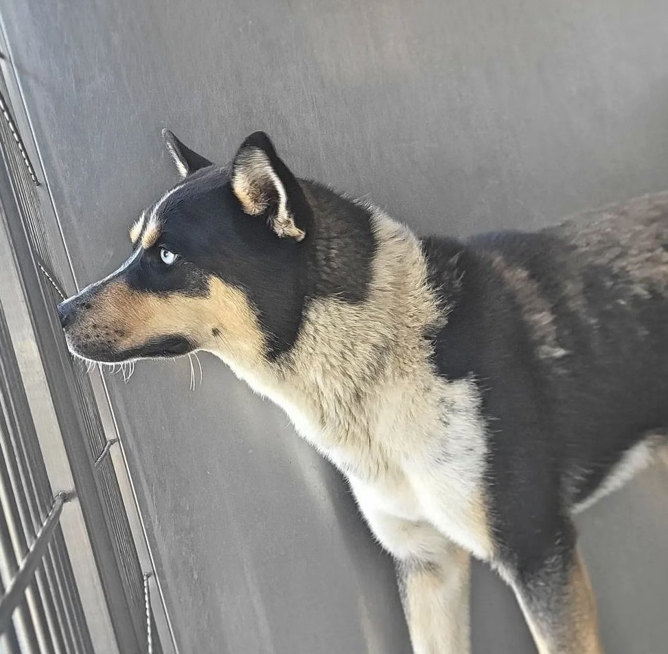 😍 ABEL🆘 
Downey #California ACC #A5492469 
1 yo #husky #puppy is the adoptable dog most in danger 💉 😨 Needs a savvy adopter or foster ASAP! Only 38 lb - full grown but will put on weight. Solo pet rec. Info ⬇ 
#AdoptDontShop #dogsoftwitter