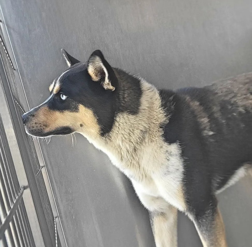 😍 ABEL🆘 Downey #California ACC #A5492469 1 yo #husky #puppy is the adoptable dog most in danger 💉 😨 Needs a savvy adopter or foster ASAP! Only 38 lb - full grown but will put on weight. Solo pet rec. Info ⬇ #AdoptDontShop #dogsoftwitter