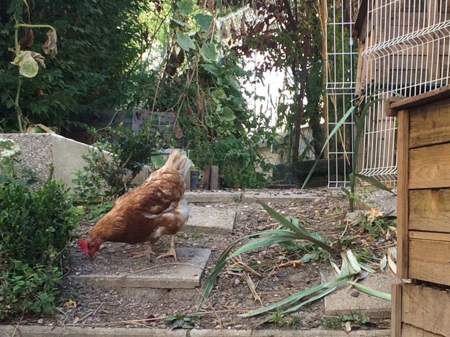 🎂#5ansEgliseverte - Le tour 🚲⛪️- En direct de St Jean Bosco -  L'un des frères salésiens a rapporté deux poules de Bayeux. Leurs oeufs ont fait le bonheur des scouts de la paroisses qui ont organisé une soirée crêpes ! ...et on malicieusement nommé ce gallinacé Jean-Poule 2 😂