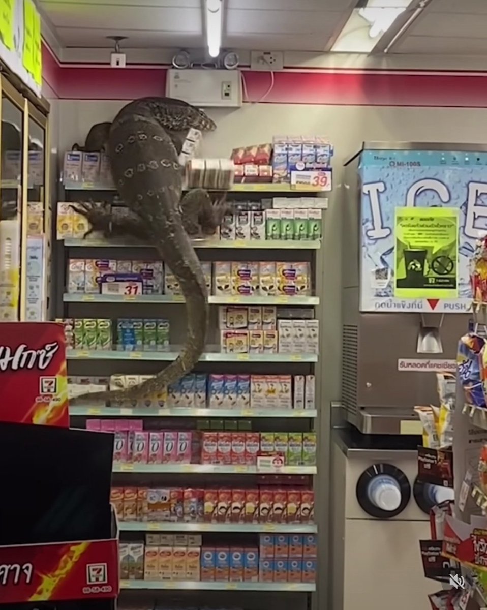 What is Hillary doing on a shelf!?!