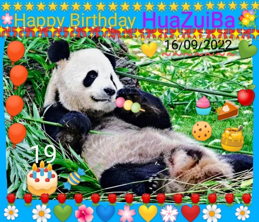 molinet_josiane's tweet photo. 🐼💐🎊September 16,2022, the cute and sweet Mom #HUAZUIBA🐼💕celebrates her 19th Birthday🎉~HAPPY ANNIVERSARY pretty #HUAZUIBA🥰🐼💕🎂🎆🎈🌠🎈🎊🎁~
#HUAZUIBA🐼💕 is the Mother of 6 children with her husband #BingXing😘🐼💟
#PandaDay🐼🎂#Pandastory🐼🥳
~at @zoomadrid-Spain🇪🇸💙 ~ https://t.co/wdMy2Q6I58