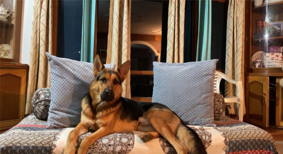 How dooz I look frens? I am not really allowed on this bed though😋