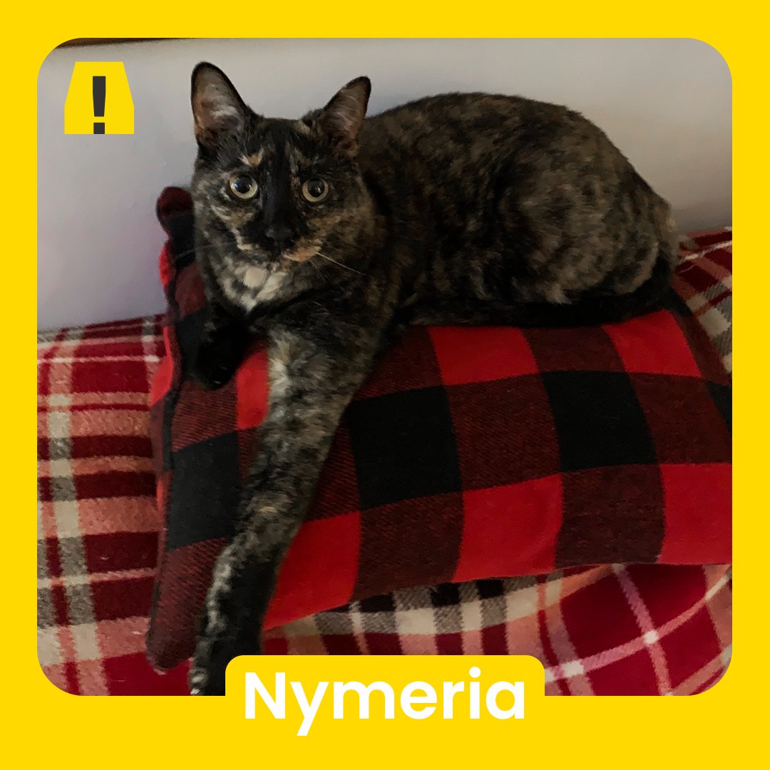 WeAreAlertaNYC's tweet photo. Since we are all working at home, we want to appreciate our best teammates: our pets.

Meet the furry (or carapace) members of Alerta!

#WeAreAlerta #Pets #AlertaPets #Cats #Dogs #Turtles #FurryFriends #WorkingAtHome #PetLovers #PetFriendly #AlertaPets 🐈🐈🐈‍⬛🐕🦮🐕‍🦺🐢 https://t.co/lKG4x4mJ2p