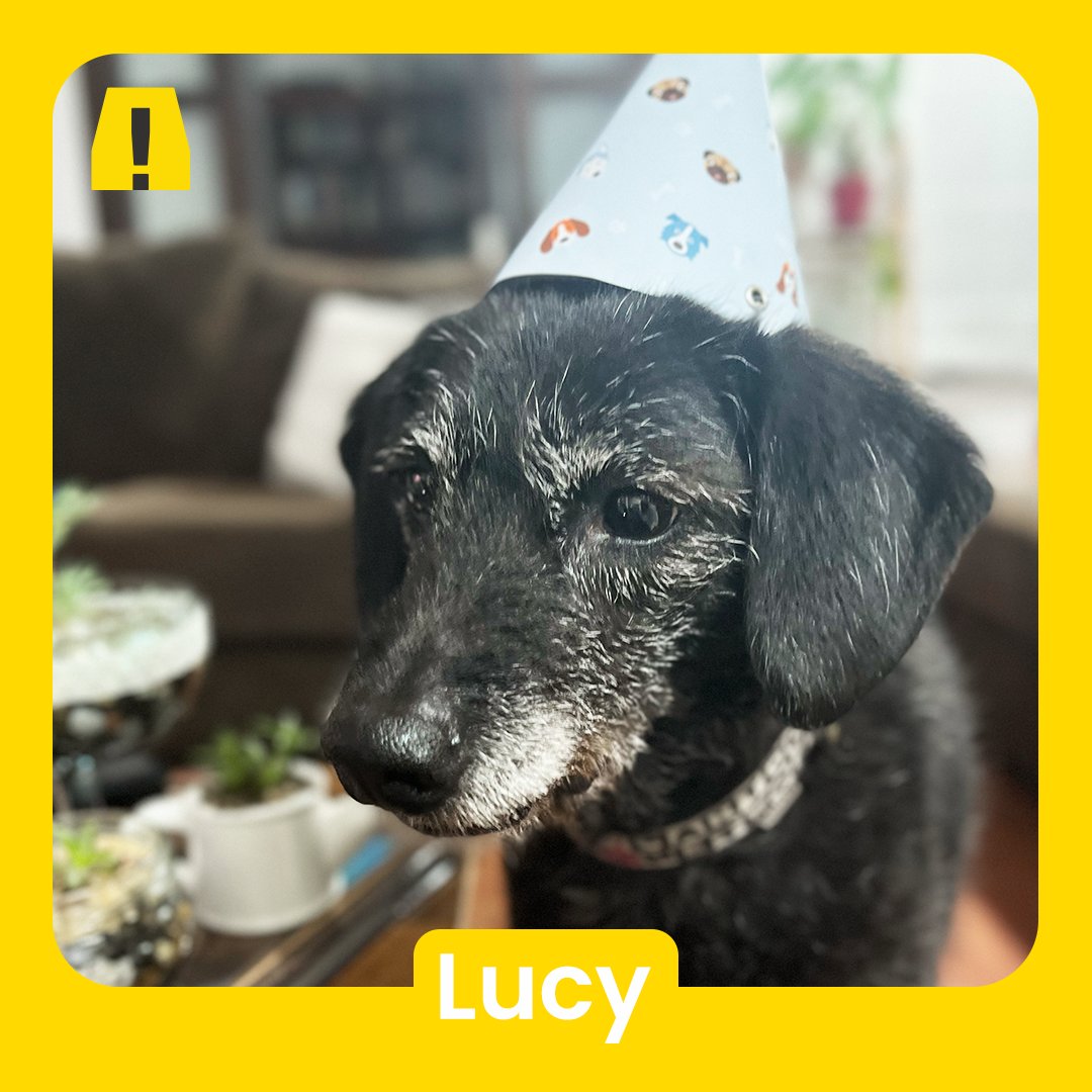 WeAreAlertaNYC's tweet photo. Since we are all working at home, we want to appreciate our best teammates: our pets.

Meet the furry (or carapace) members of Alerta!

#WeAreAlerta #Pets #AlertaPets #Cats #Dogs #Turtles #FurryFriends #WorkingAtHome #PetLovers #PetFriendly #AlertaPets 🐈🐈🐈‍⬛🐕🦮🐕‍🦺🐢 https://t.co/lKG4x4mJ2p