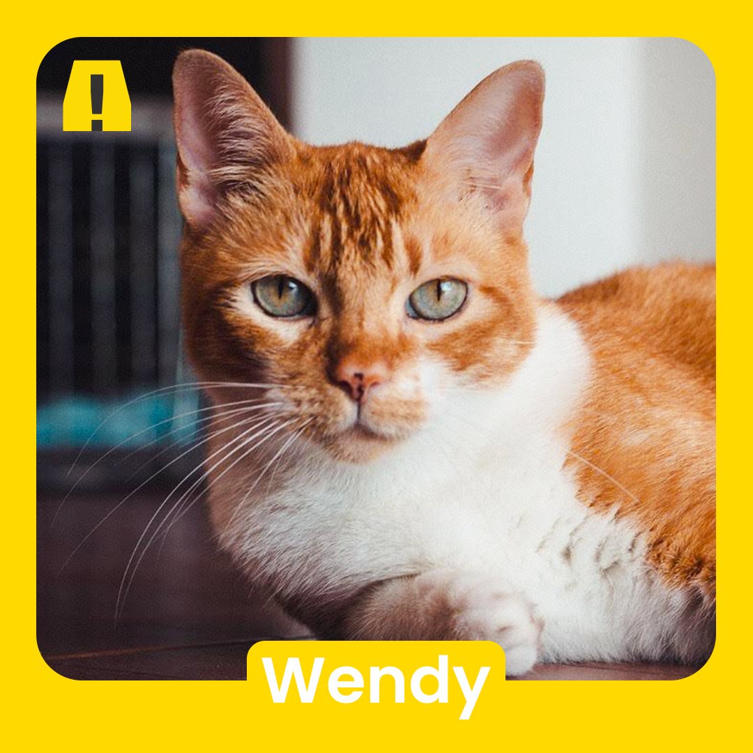 WeAreAlertaNYC's tweet photo. #WeAreAlerta #Pets #AlertaPets #Cats #Dogs #Turtles #FurryFriends #WorkingAtHome #PetLovers #PetFriendly #AlertaPets 🐈🐈🐈‍⬛🐕🦮🐕‍🦺🐢 https://t.co/lEMSuDlzA4