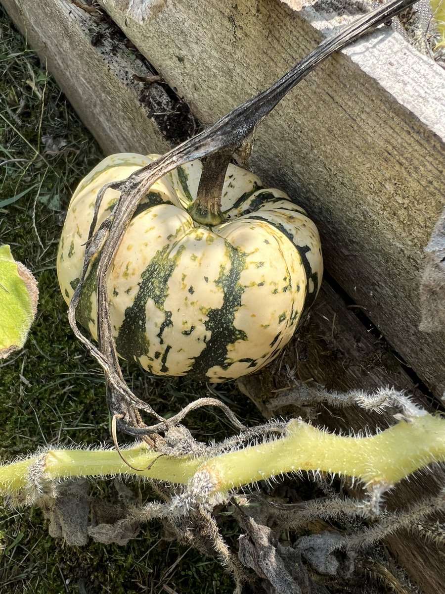 The Smith School Environmental Club is in harvest mode! We will be decorating the front of the school soon! <a href="/RSDsmithschool/">Smith Middle School</a> <a href="/drmatthewmurphy/">Matthew J.  Murphy</a> #enhancingthestudentexperience