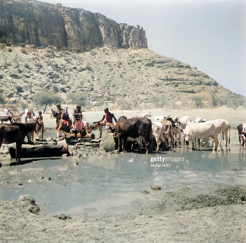 dixneufsoixante's tweet photo. #ArchivesDuMali Like, follow, share

Troupeau de vaches buvant dans une rivière, dans le cercle de Douentza, circa 1950, Mali. (Photo by Michel HUET/Gamma-Rapho via Getty Images) https://t.co/z56Q9N1RtU