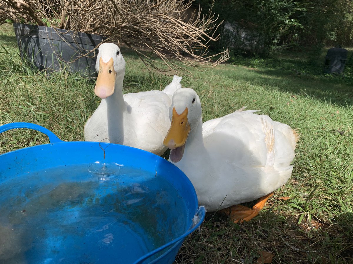 bunsofconyers's tweet image. Our duckie frenz Princess and Larry talkin about stuff